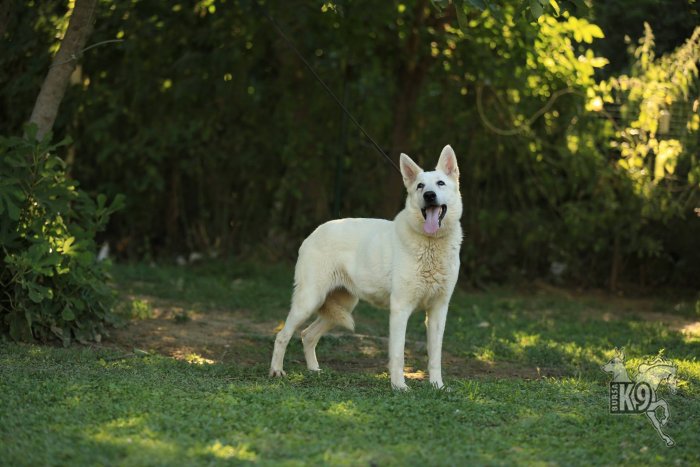 Beyaz Alman Kurdu Köpeklerimiz ... resimleri