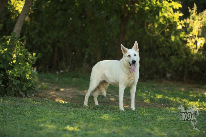 Beyaz Alman Kurdu Köpeklerimiz ... resimleri