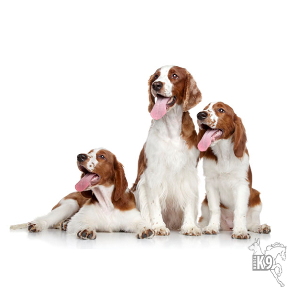 Ingiliz Springer Spaniel resmi