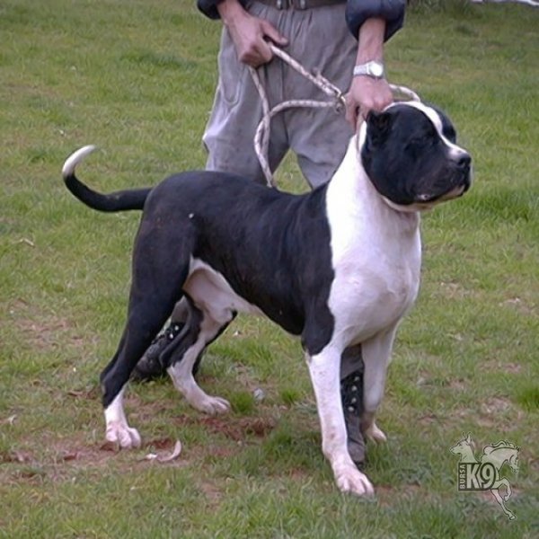 Bandogge Mastiff hakkında bilgiler