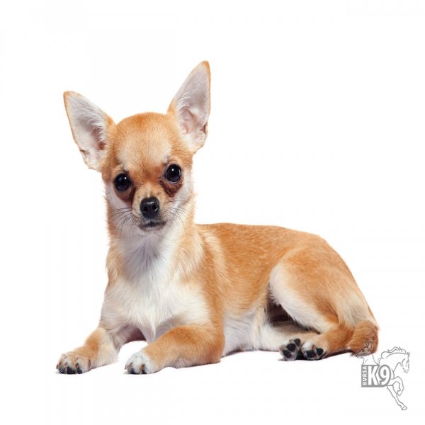 Chihuahua resmi