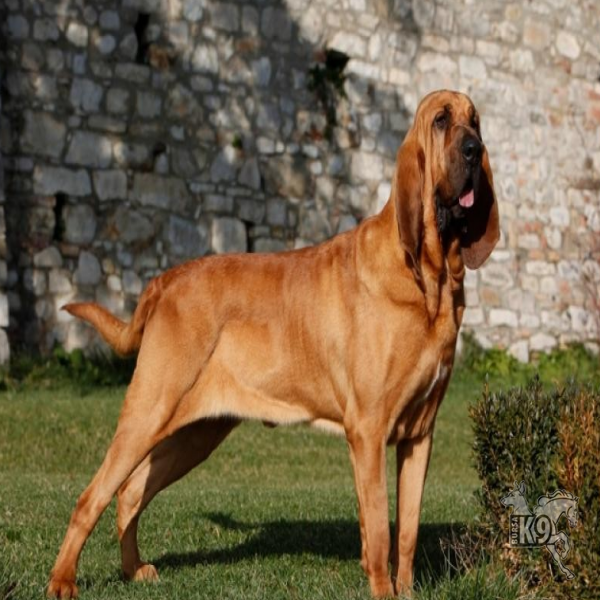 Bloodhound resmi