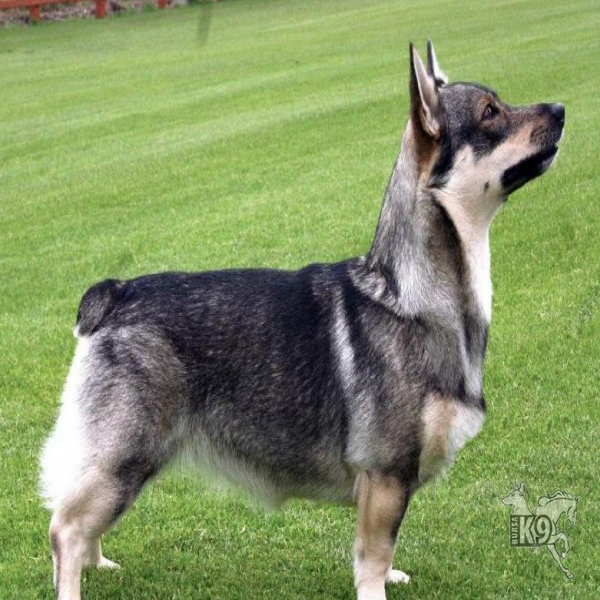 İsveç Çoban Köpeği resmi