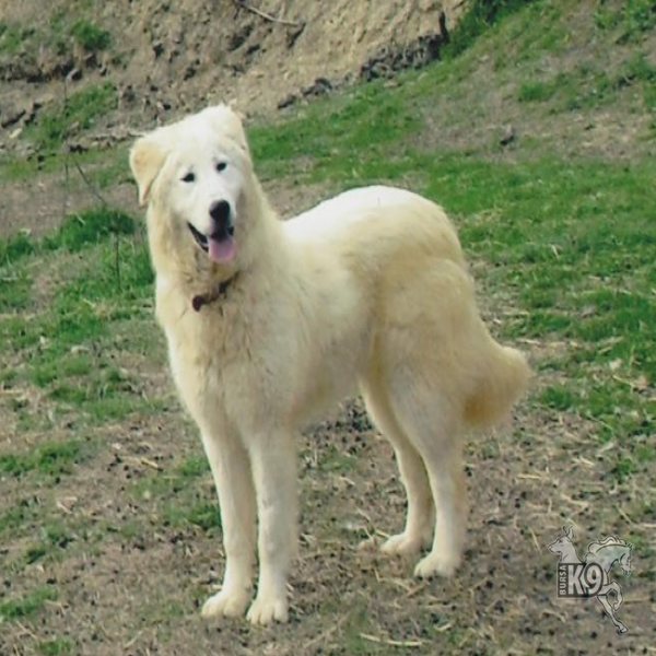 Maremma Çoban Köpeği resmi