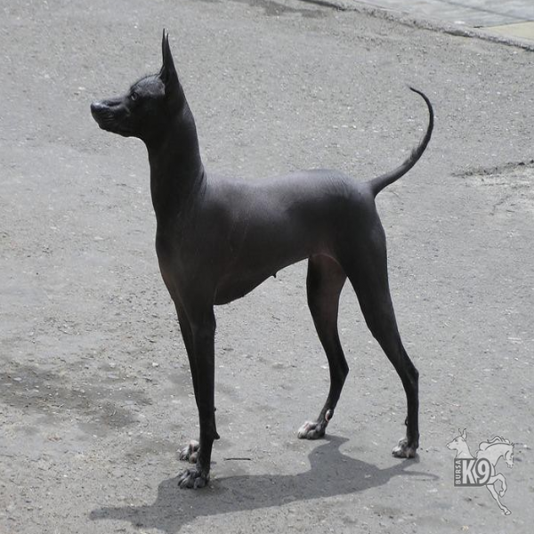 Peru Tüysüz Köpeği resmi