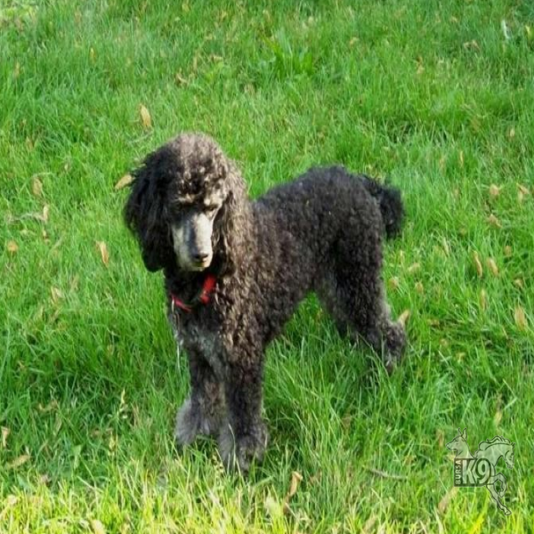 Poodle (Minyatür Kaniş) hakkında bilgiler