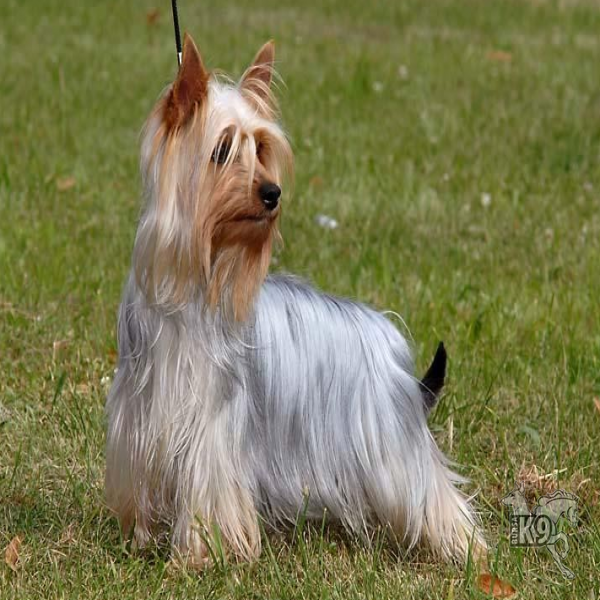 Silky Terrier resmi