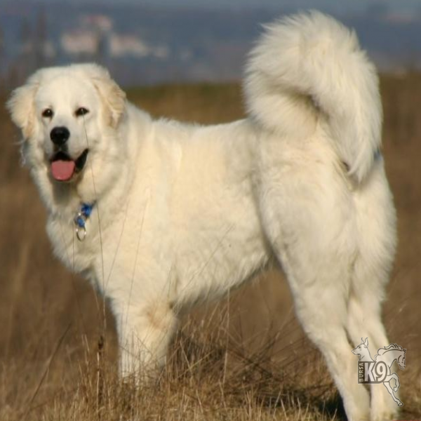 Tatra Çoban Köpeği hakkında bilgiler
