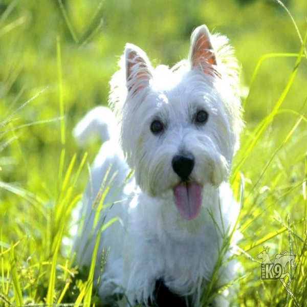 West Highland White Terrier resmi