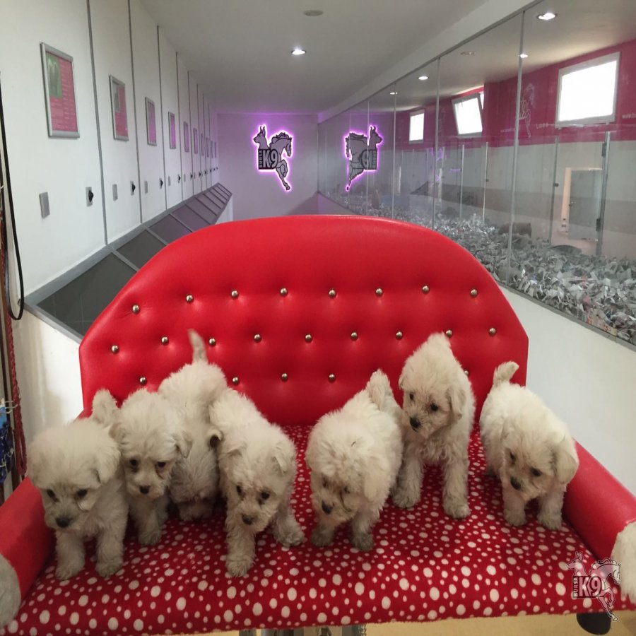 Satılık Maltese Terrier Yavruları