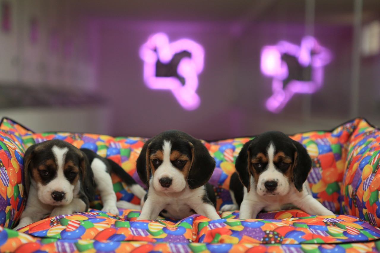Satılık Beagle Yavrularımız