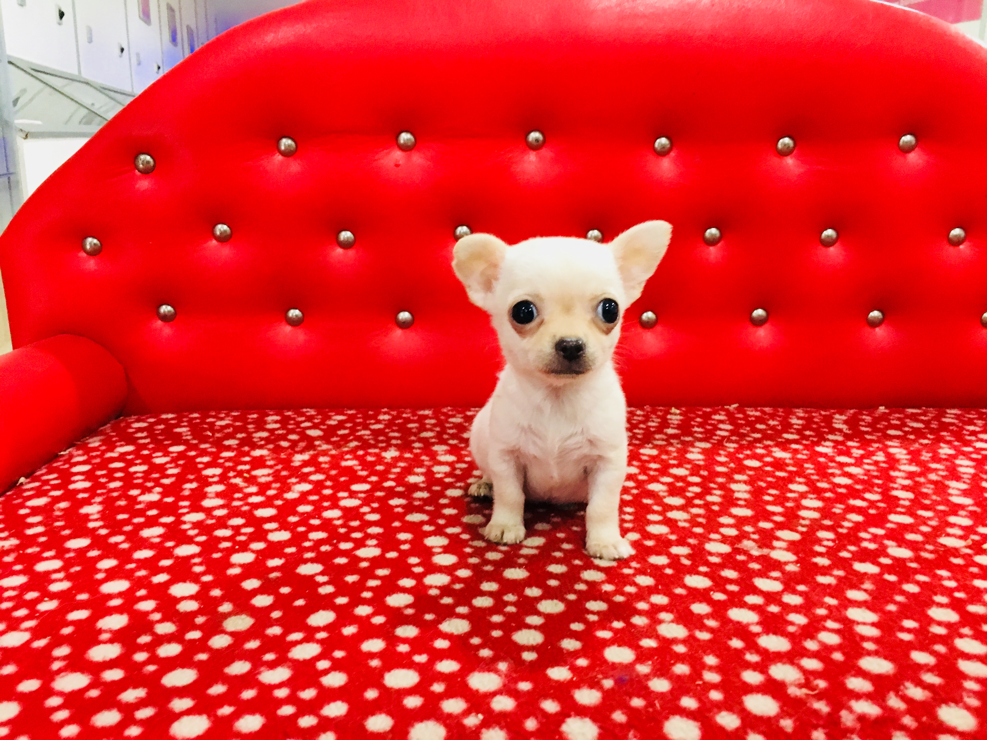 Satılık Chihuahua Yavru