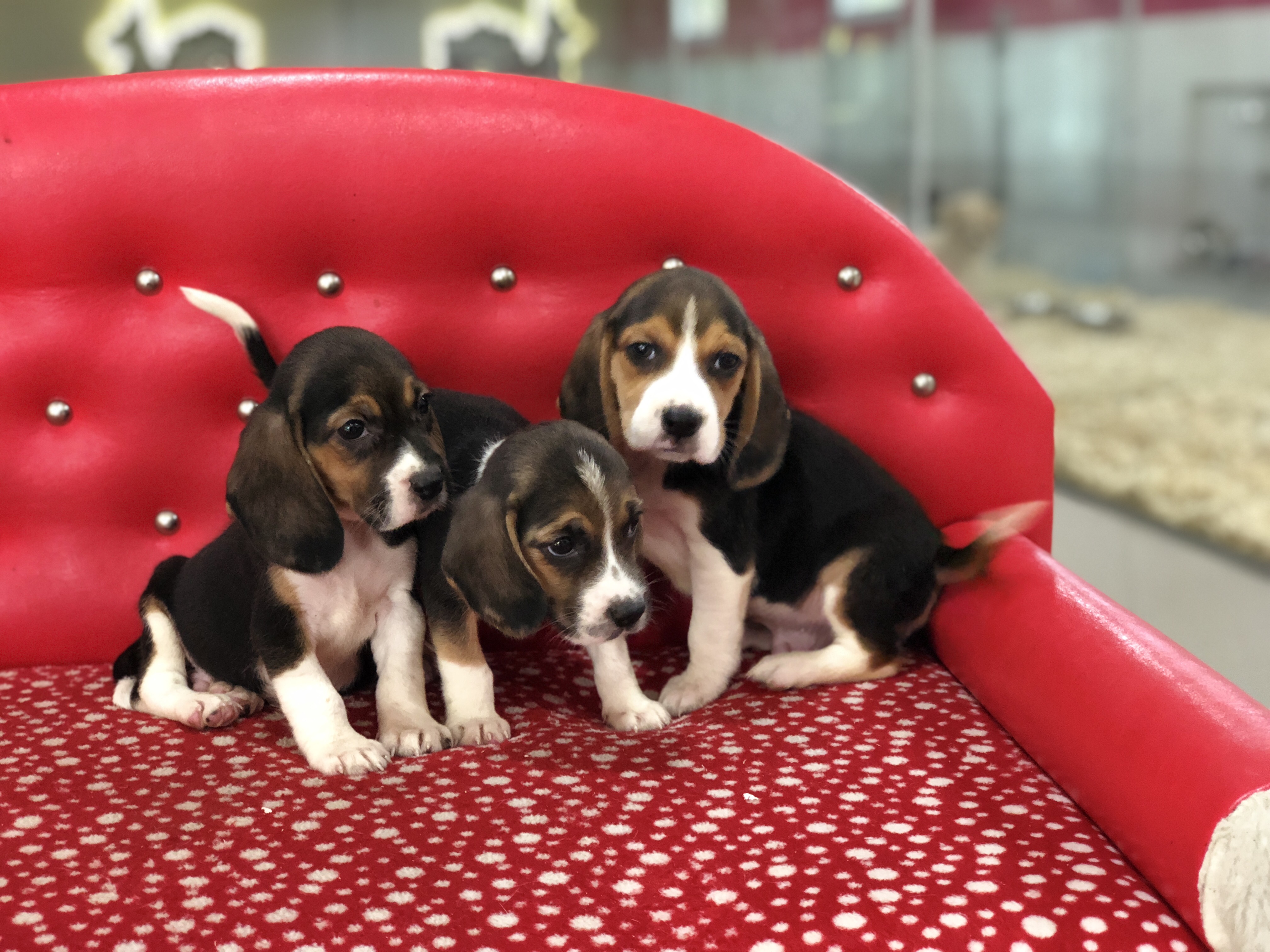 Satılık Beagle Yavruları