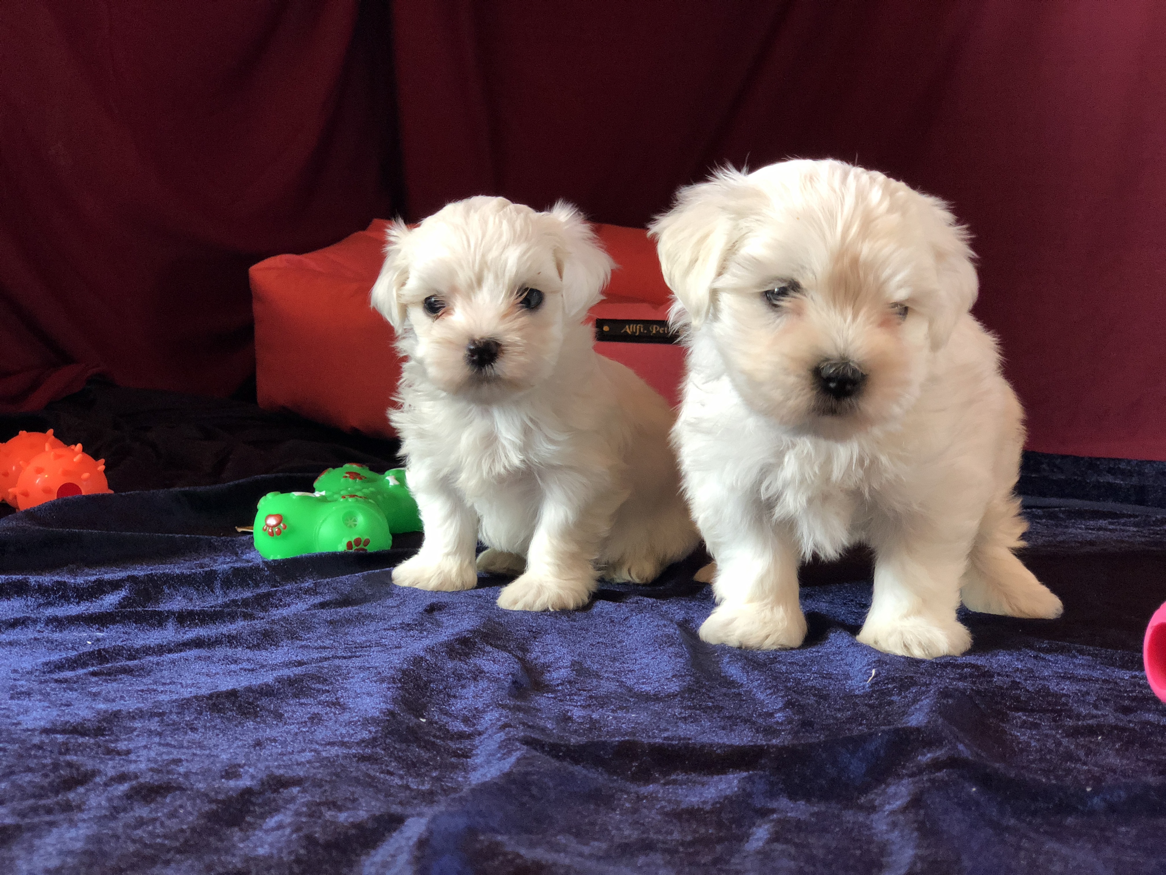 Satılık Maltese Terrier Yavrularımız